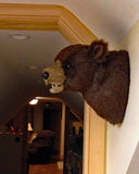 Bear Brown large Plush Wall Mount - 'Max'