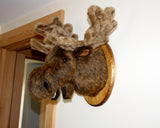 Moose Large Plush Wall Mount - 'Mitch'