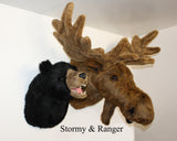 Moose XXX-Large Plush Wall Mount - 'Ranger'