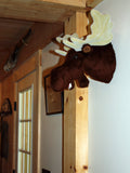 Moose medium Plush Wall Mount - 'Shorty'