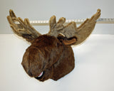 Ian - XXX-Large Moose