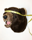 Bear Brown large Plush Wall Mount - 'Max'