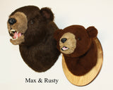 Bear Brown Small Plush Wall Mount - ' Rusty'