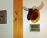 Moose medium Plush Wall Mount - 'Shorty'