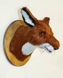 Katherine - Medium Red Fox